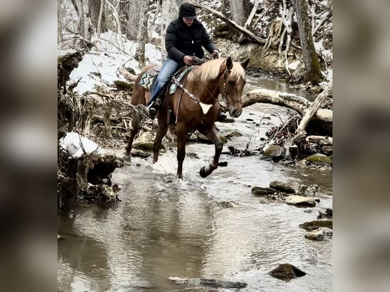 Tennessee walking horse Hongre 10 Ans 155 cm Alezan cuivré in Mount Vernon