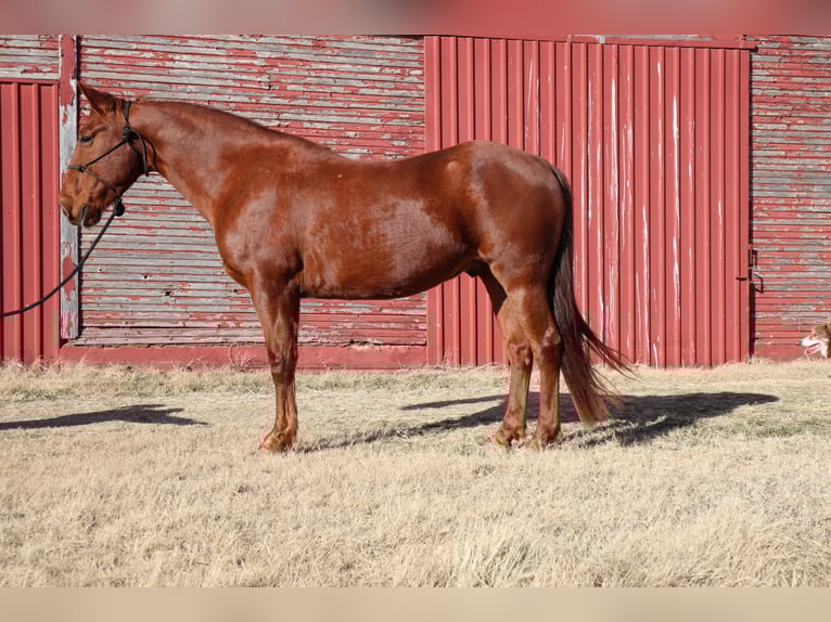 Tennessee walking horse Hongre 10 Ans 160 cm Alezan cuivré in Wichita Falls