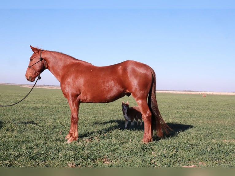 Tennessee walking horse Hongre 10 Ans 160 cm Alezan cuivré in Wichita Falls
