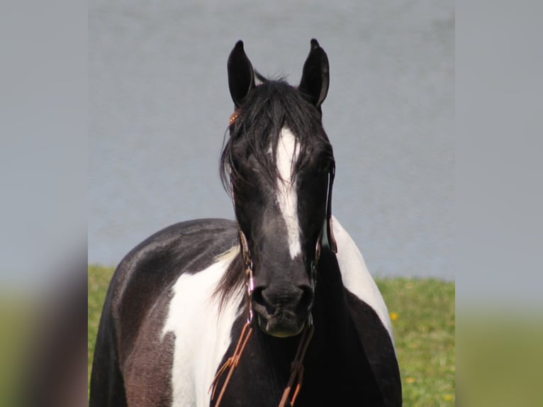 Tennessee walking horse Hongre 10 Ans 163 cm Tovero-toutes couleurs in Whitley City KY