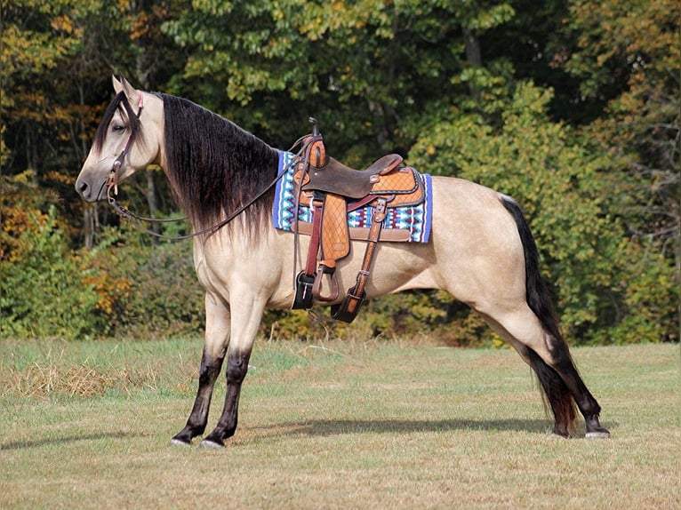 Tennessee walking horse Hongre 10 Ans 165 cm Buckskin in Corinth MS