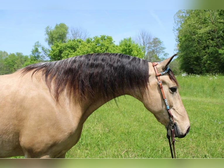 Tennessee walking horse Hongre 10 Ans Buckskin in Salyersville KY