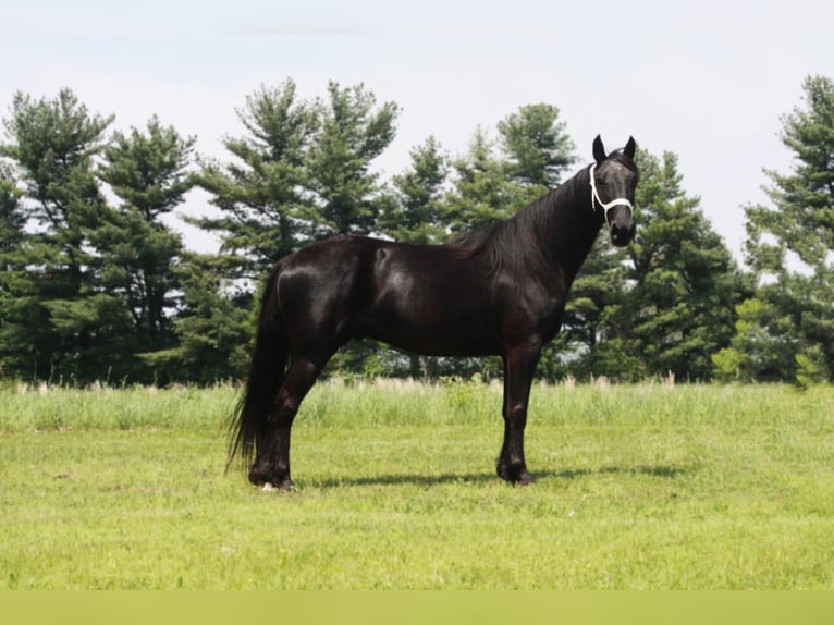 Tennessee walking horse Hongre 10 Ans Noir in North Judson IN