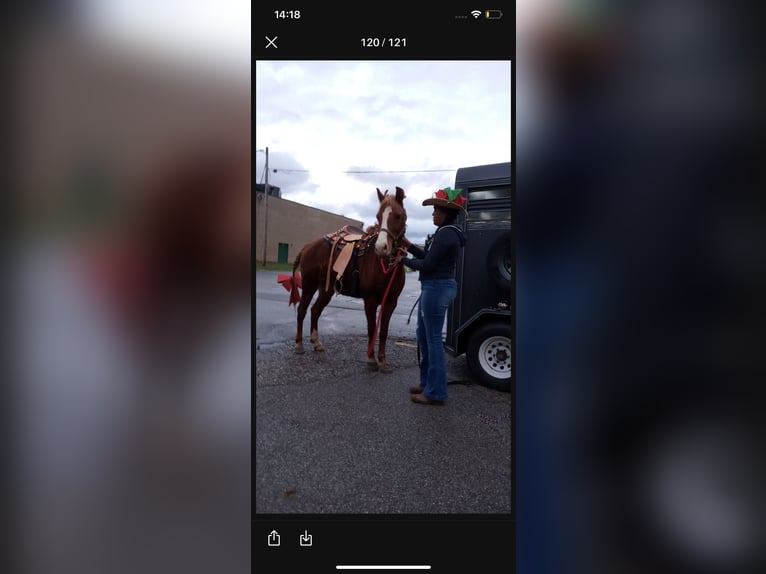 Tennessee walking horse Hongre 11 Ans 142 cm Alezan cuivré in Leon