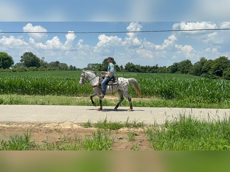 Tennessee walking horse Hongre 11 Ans 142 cm Tobiano-toutes couleurs in Moscow, OH