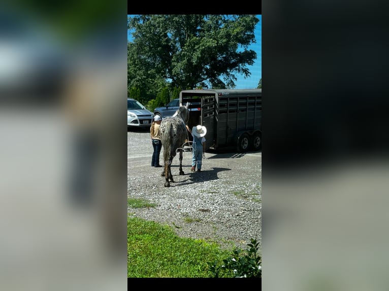 Tennessee walking horse Hongre 11 Ans 142 cm Tobiano-toutes couleurs in Moscow, OH