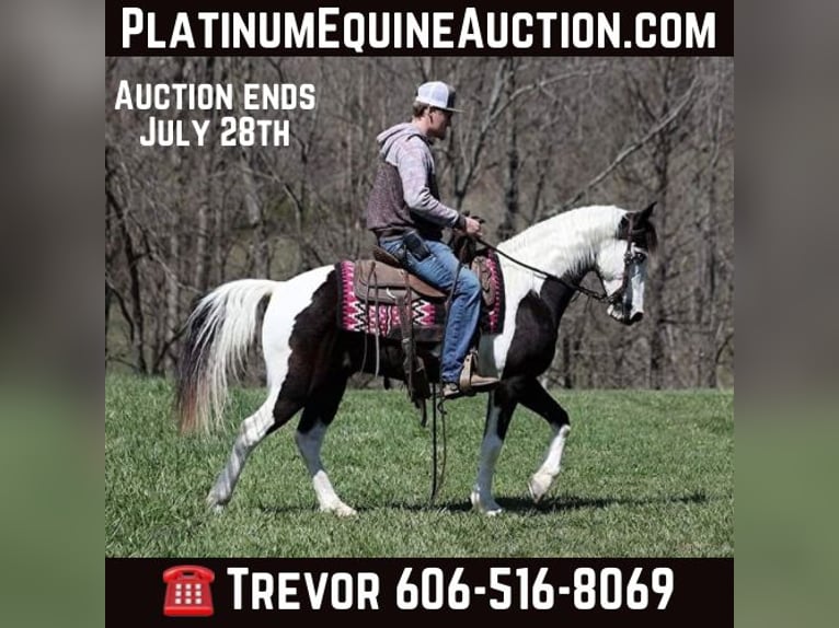 Tennessee walking horse Hongre 11 Ans 145 cm Tobiano-toutes couleurs in Parkers Lake KY