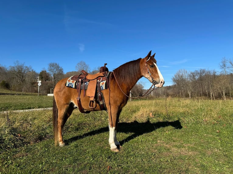 Tennessee walking horse Hongre 11 Ans 150 cm Roan-Bay in Moscow OH