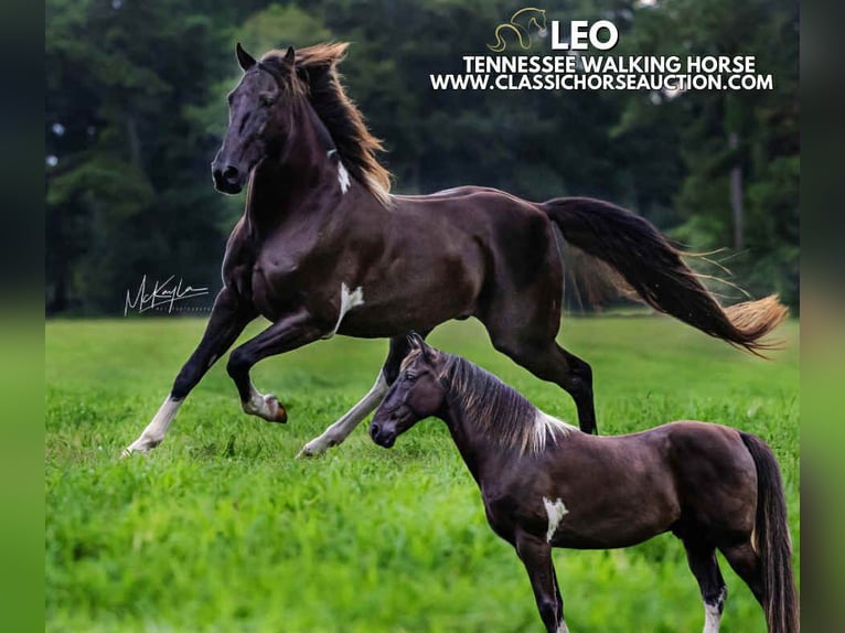 Tennessee walking horse Hongre 11 Ans 152 cm Noir in Poplarville, MS