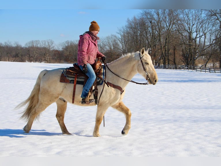 Tennessee walking horse Hongre 11 Ans 155 cm Palomino in Highland MI
