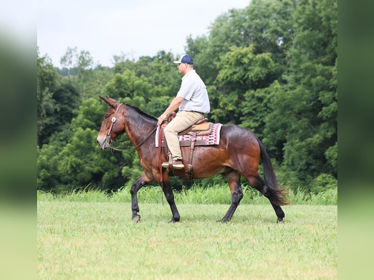 Tennessee walking horse Hongre 11 Ans 157 cm Bai cerise in Whitley City KY