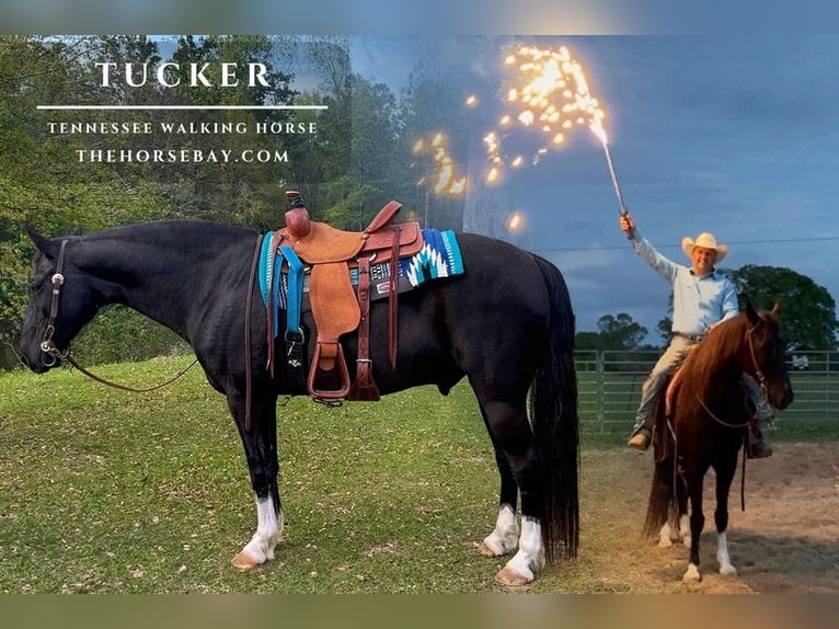 Tennessee walking horse Hongre 11 Ans 157 cm Noir in Kentwood, LA