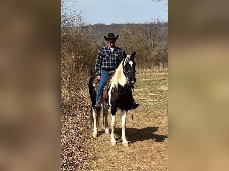 Tennessee walking horse Hongre 11 Ans 157 cm Tobiano-toutes couleurs in Waynesboro PA