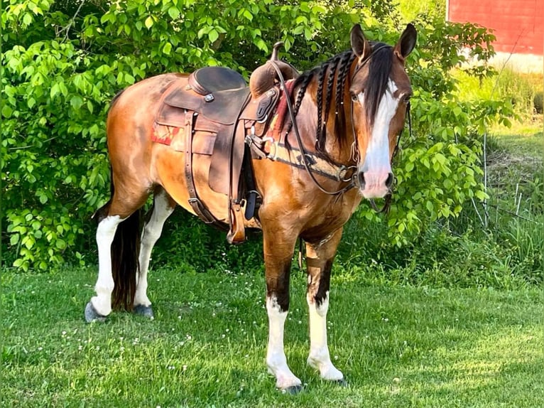 Tennessee walking horse Hongre 11 Ans Roan-Bay in West Liberty KY