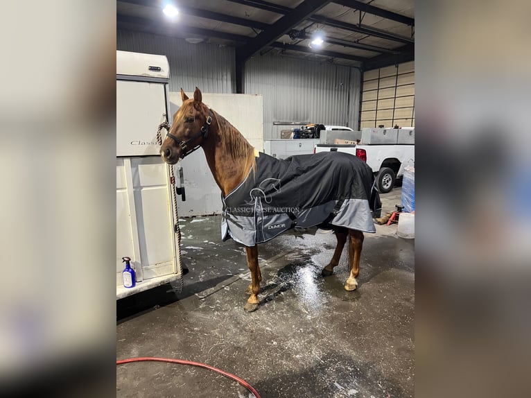 Tennessee walking horse Hongre 12 Ans 152 cm Alezan cuivré in Breeding, KY