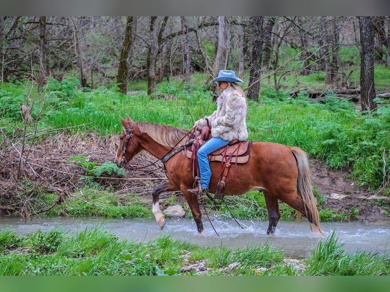 Tennessee walking horse Hongre 12 Ans 152 cm Gris (bai-dun) in Flemingsburg Ky