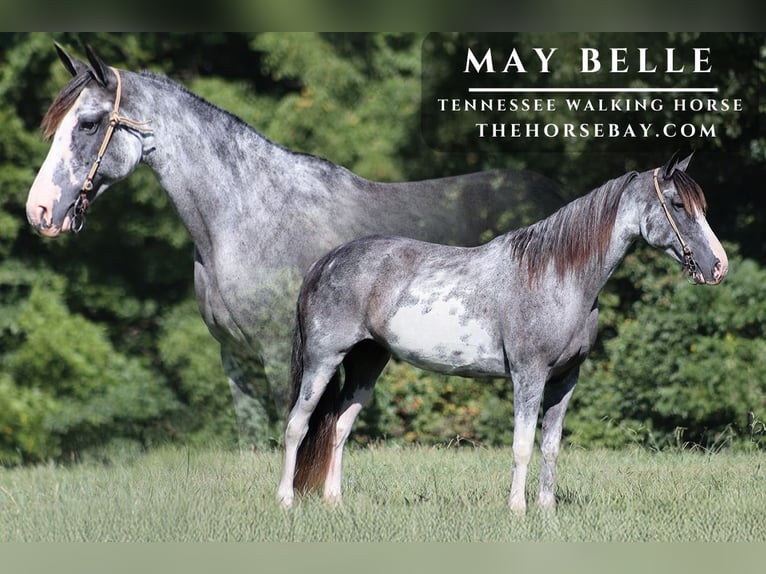 Tennessee walking horse Hongre 12 Ans 152 cm Sabino in Parkers Lake, KY