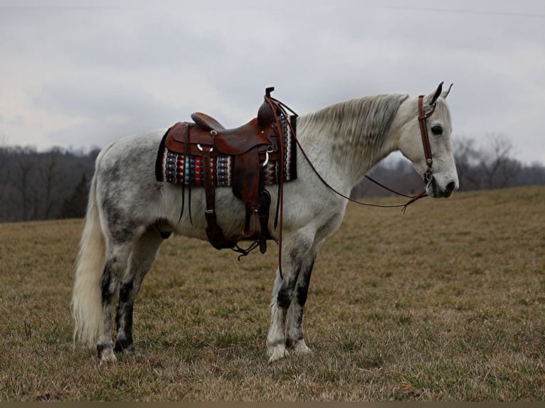Tennessee walking horse Hongre 12 Ans 155 cm Gris pommelé in Whitley City KY