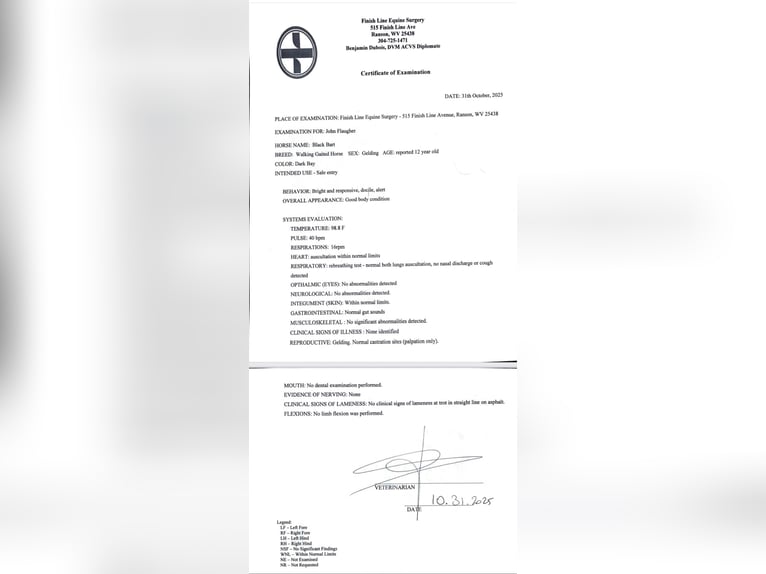 Tennessee walking horse Hongre 12 Ans 155 cm Noir in Waynesboro