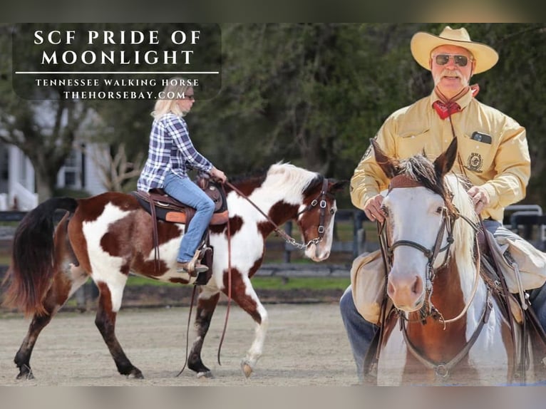 Tennessee walking horse Hongre 12 Ans 163 cm Bai cerise in Apache Junction, AZ