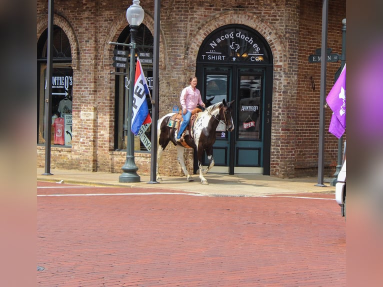 Tennessee walking horse Hongre 12 Ans 165 cm Tobiano-toutes couleurs in Rusk TX