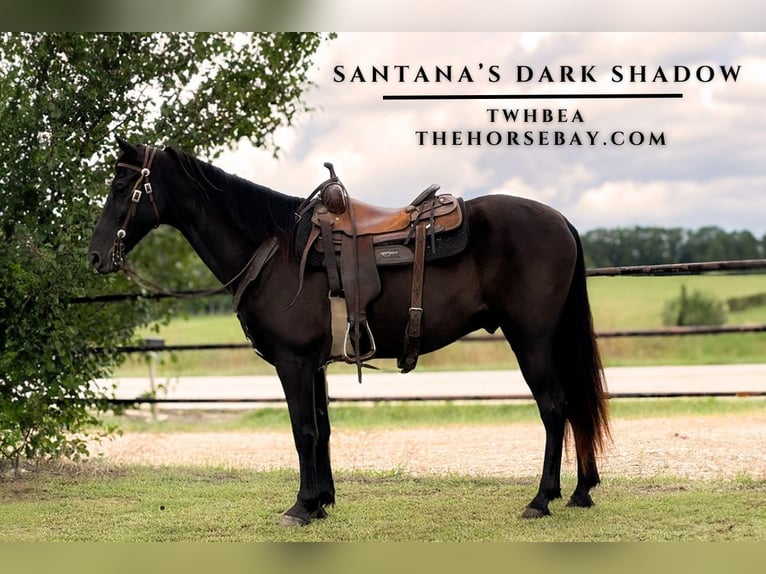 Tennessee walking horse Hongre 12 Ans Noir in Houston, MO