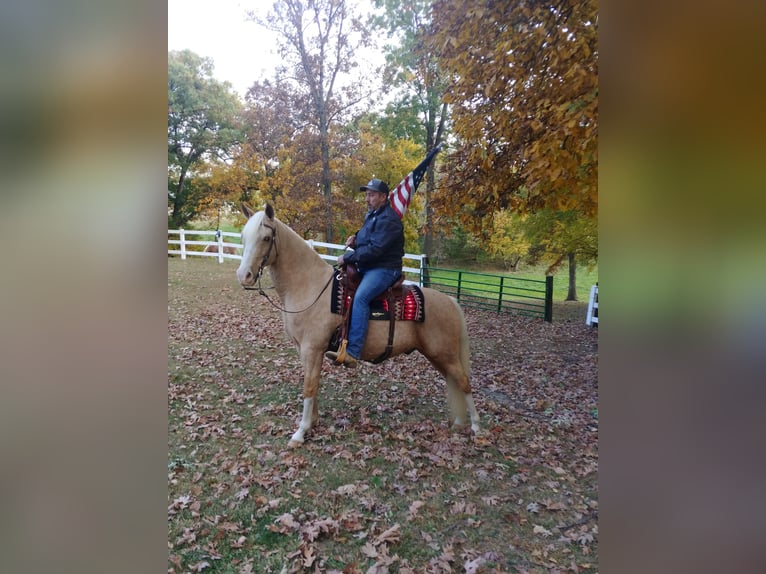 Tennessee walking horse Hongre 13 Ans 152 cm Palomino in Pleasant HIll IA