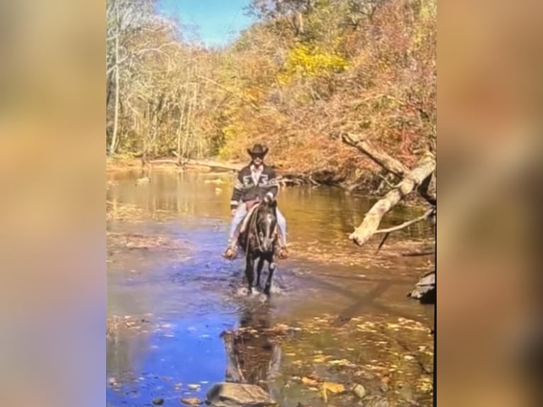 Tennessee walking horse Hongre 13 Ans 155 cm Noir in Waynesboro