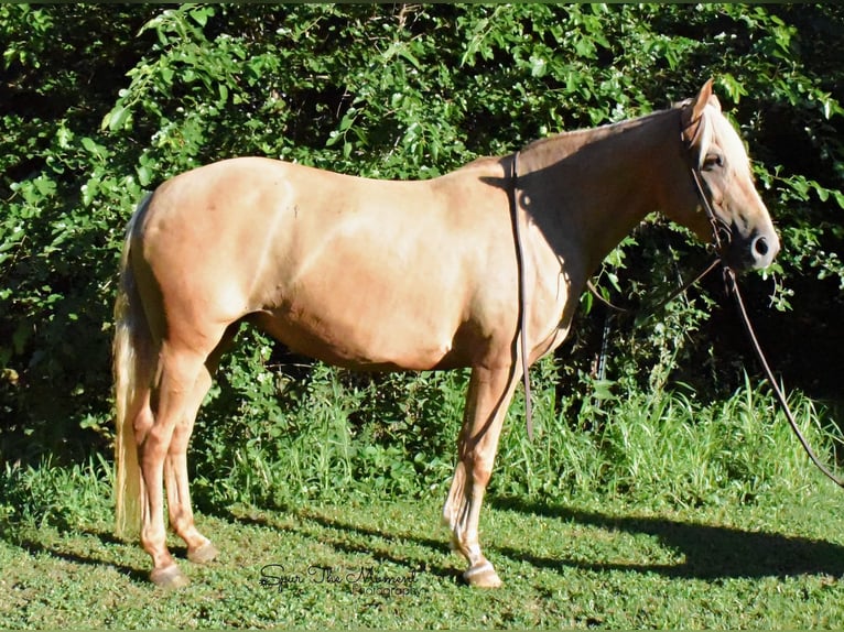 Tennessee walking horse Hongre 14 Ans 152 cm Palomino in Van horne IA
