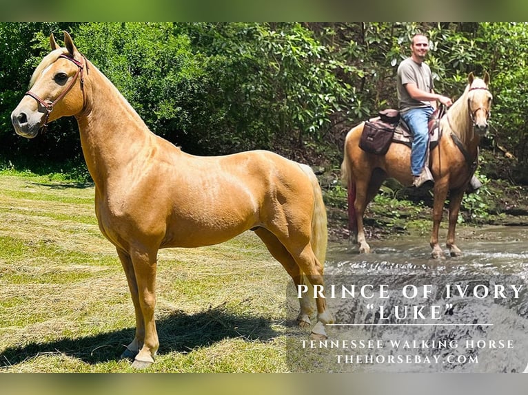 Tennessee walking horse Hongre 14 Ans 152 cm Palomino in Rockholds, KY
