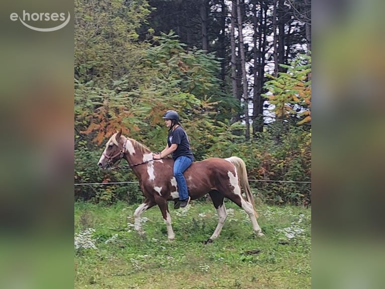 Tennessee walking horse Hongre 14 Ans 152 cm Tobiano-toutes couleurs in Amherst