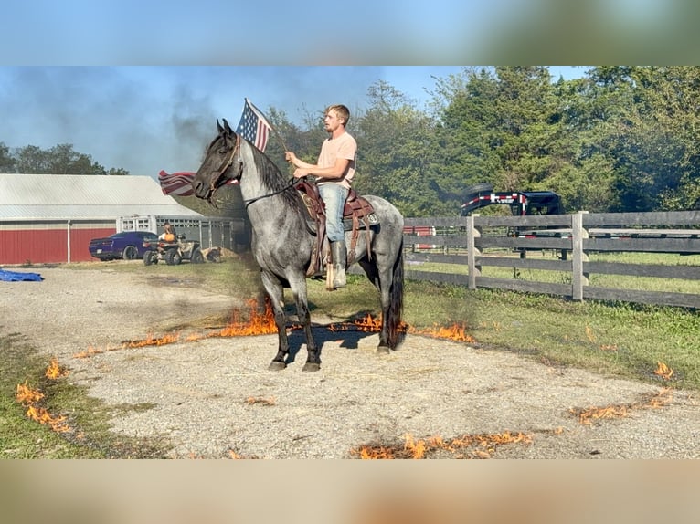 Tennessee walking horse Hongre 14 Ans 157 cm Rouan Bleu in Moscow
