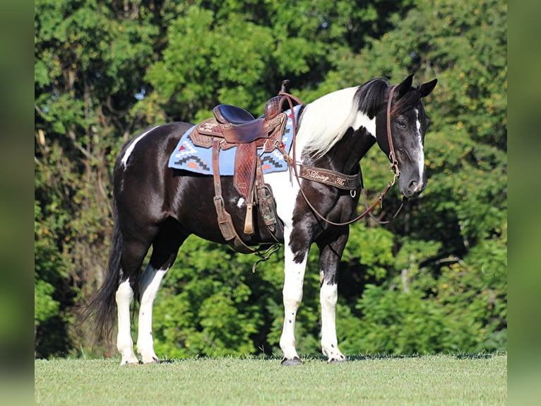 Tennessee walking horse Hongre 14 Ans 157 cm Tobiano-toutes couleurs in Jamestown KY