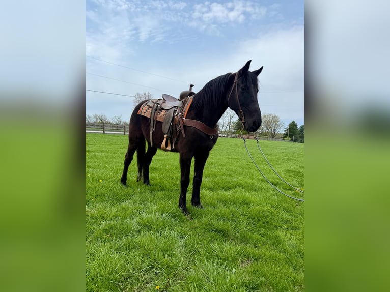 Tennessee walking horse Hongre 14 Ans Noir in MOscow OH