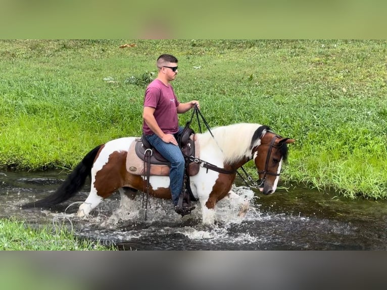 Tennessee walking horse Hongre 15 Ans 142 cm Tobiano-toutes couleurs in Lewisburg, TN