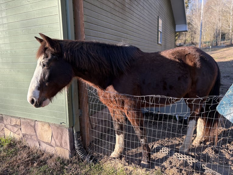 Tennessee walking horse Croisé Hongre 15 Ans 150 cm Bai brun in Whitwell