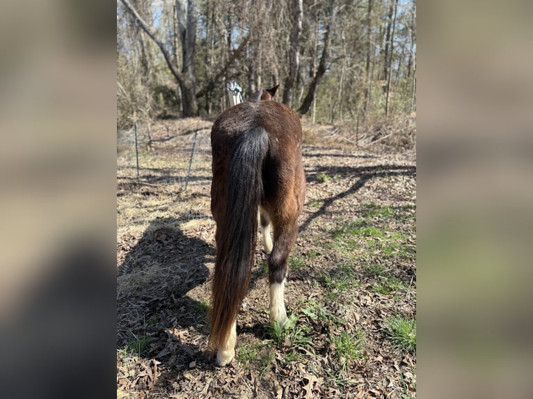 Tennessee walking horse Croisé Hongre 15 Ans 150 cm Bai brun in Whitwell