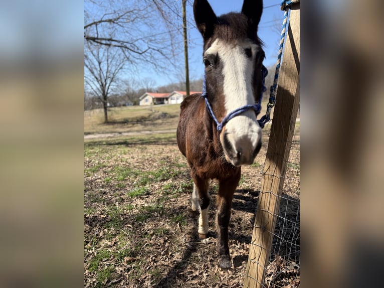 Tennessee walking horse Croisé Hongre 15 Ans 150 cm Bai brun in Whitwell