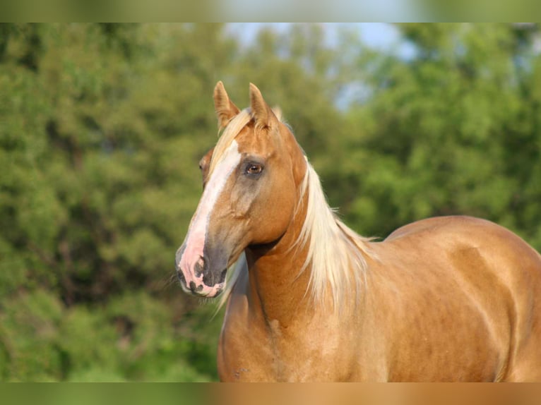Tennessee walking horse Hongre 15 Ans 152 cm Palomino in stephenville TX