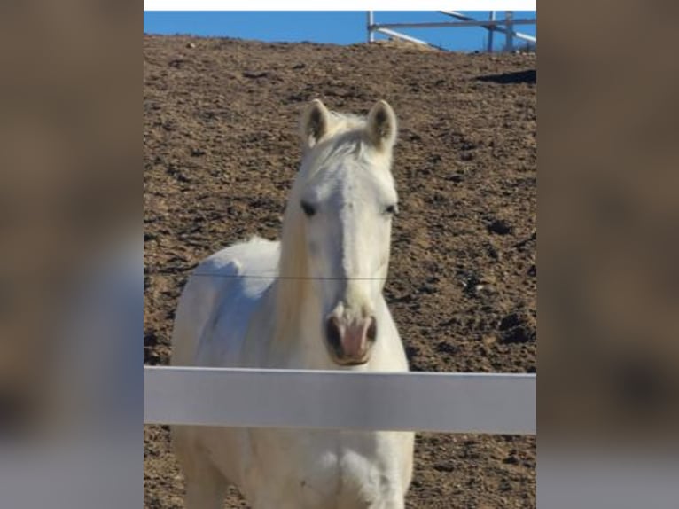 Tennessee walking horse Hongre 15 Ans 163 cm Blanc in Simi Valley, CA