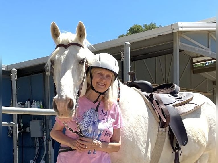 Tennessee walking horse Hongre 15 Ans 163 cm Blanc in Simi Valley, CA