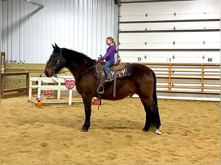 Tennessee walking horse Hongre 15 Ans Bai cerise in Valley Springs, SD