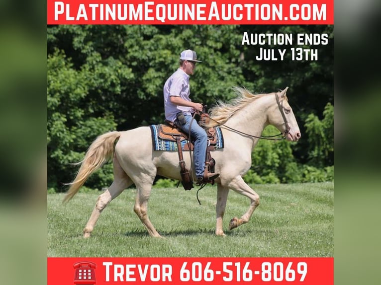 Tennessee walking horse Hongre 15 Ans Cremello in Parkers Lake KY