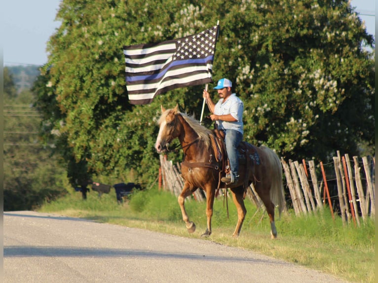 Tennessee walking horse Hongre 16 Ans 152 cm Palomino in stephenville TX