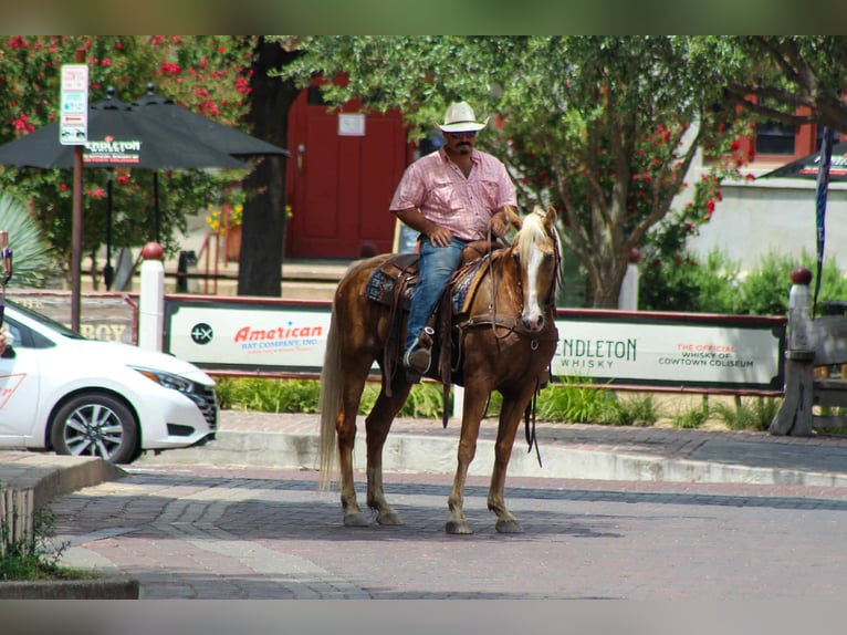 Tennessee walking horse Hongre 16 Ans 152 cm Palomino in stephenville TX
