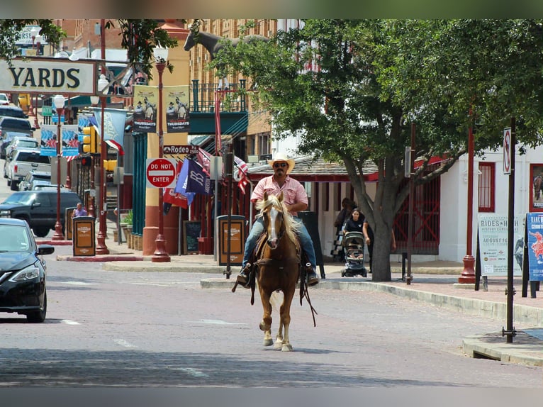 Tennessee walking horse Hongre 16 Ans 152 cm Palomino in stephenville TX