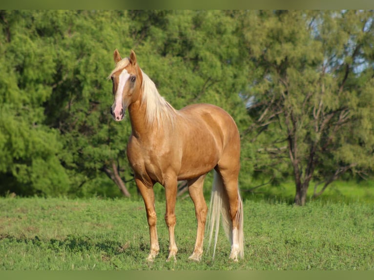 Tennessee walking horse Hongre 16 Ans 152 cm Palomino in stephenville TX