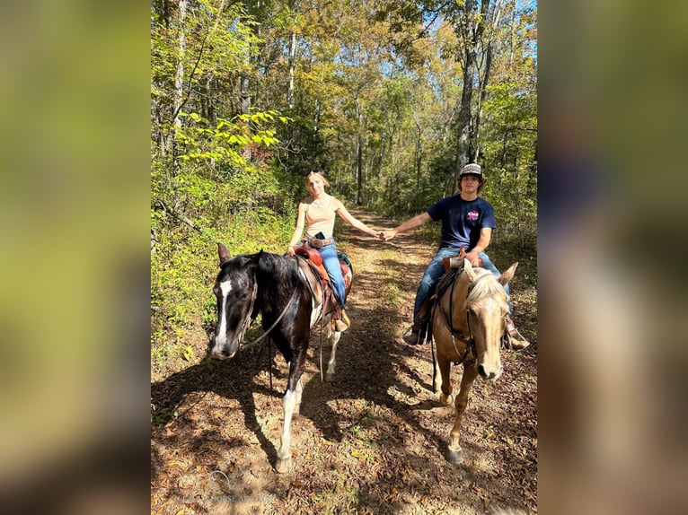 Tennessee walking horse Hongre 17 Ans 152 cm Tobiano-toutes couleurs in Gerald, MO