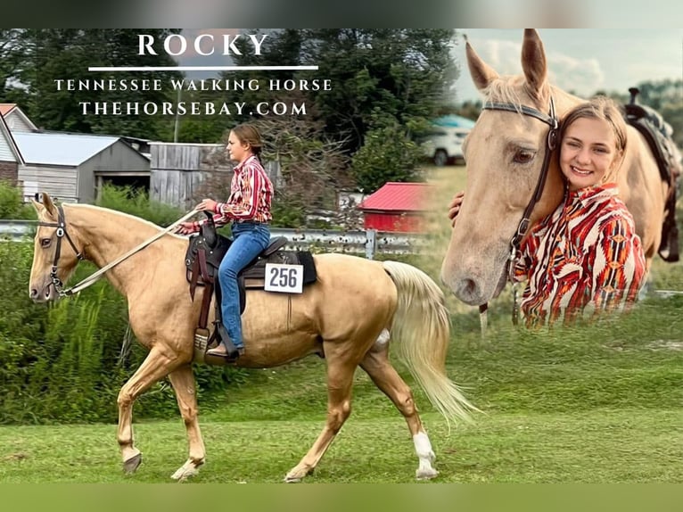 Tennessee walking horse Hongre 17 Ans Palomino in Berea, KY