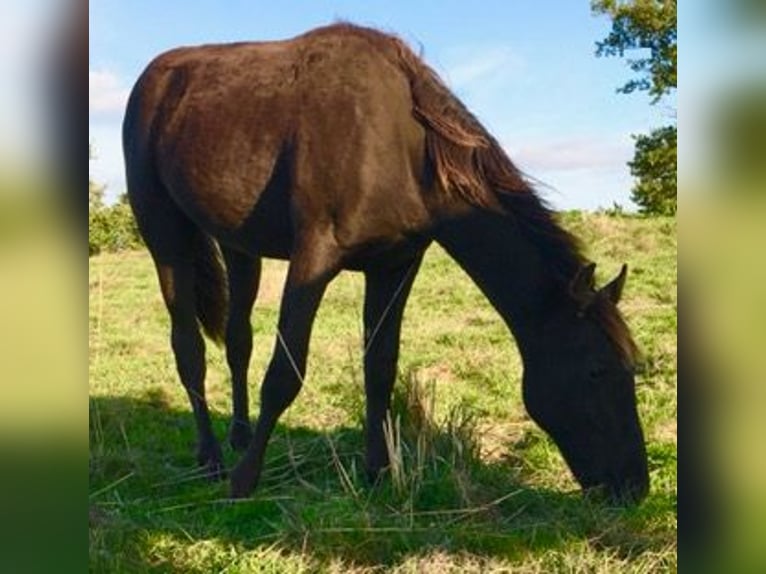 Tennessee walking horse Hongre 1 Année 128 cm Noir in Saint-Cl&#xE9;ment